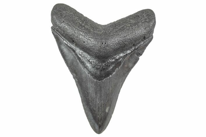 Serrated, Fossil Megalodon Tooth - South Carolina #236294